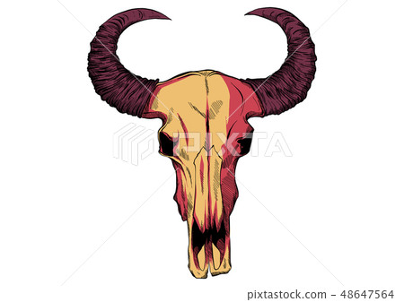 drawing of a bull skull vector illustration 48647564