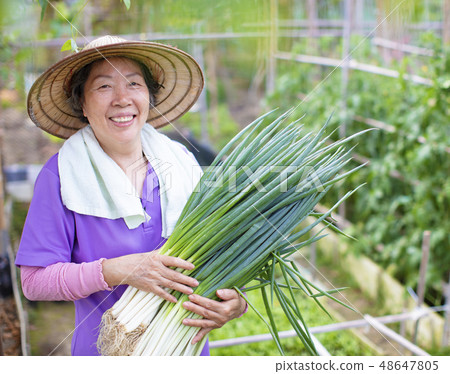 female Senior farmer with vegetables female Senior farmer with vegetables 48647805
