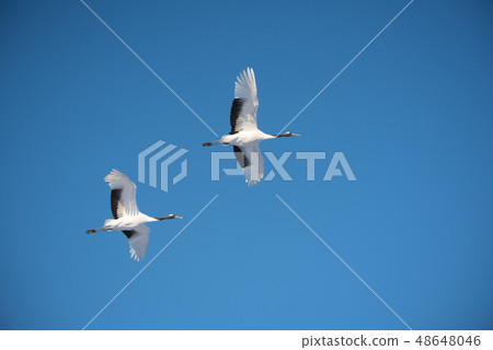 Flight of the crane 48648046