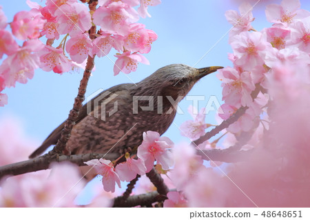 Pink Kawazu cherry blossoms and bulbuls 48648651