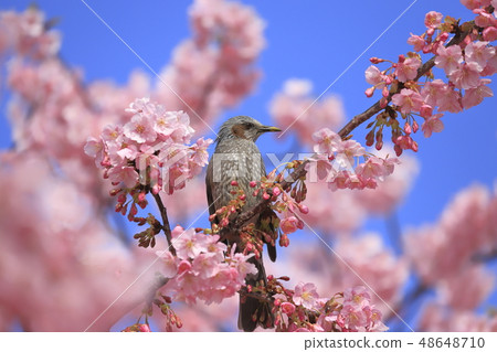 Pink Kawazu cherry blossoms and bulbuls Pink Kawazu cherry blossoms and bulbuls 48648710