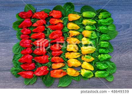 Hot peppers layered in row from red to green Hot peppers layered in row from red to green 48649339