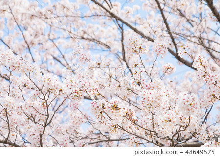 Sakura Sakura Sakura Ayai Yoshino Simei Yoshino哭泣的多雪的拷貝空間字符空間 48649575