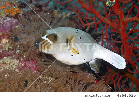 Blackspotted Puffer, Arothron nigropunctatus Blackspotted Puffer, Arothron nigropunctatus 48649629