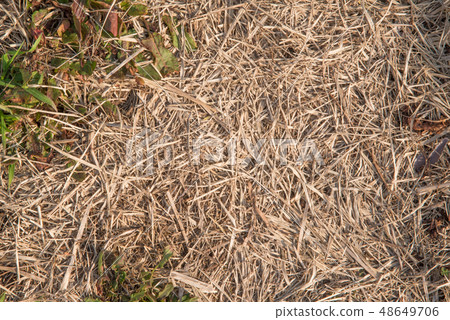 Straw and grass Straw and grass 48649706