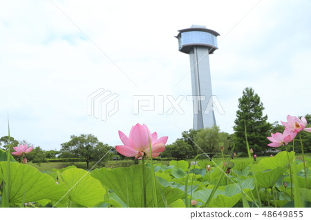 埼玉縣Gy田市古蓮花和觀察塔 48649855