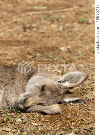 Kangaroo dreaming dream 48650713