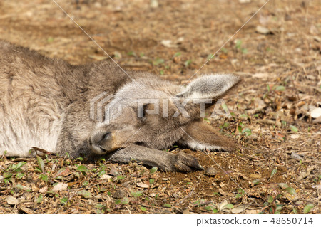 Kangaroo dreaming dream 48650714