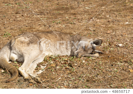 Kangaroo dreaming dream 48650717