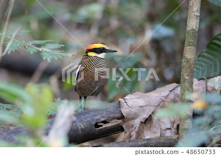 Adult female Malayan banded pitta Adult female Malayan banded pitta 48650733