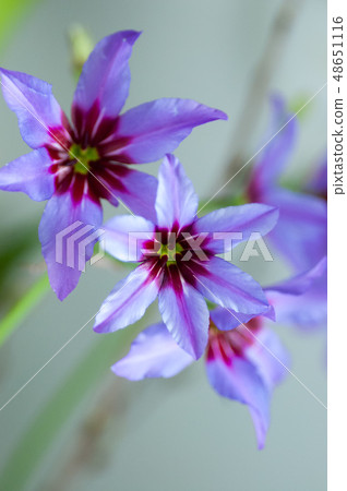 Lie Coco Leine Vertical shot 48651116