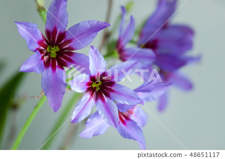 Rie Coco Leine水平射擊 48651117