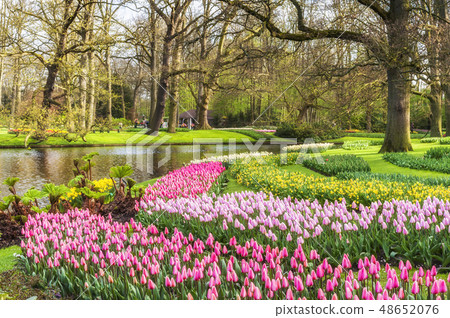 Landscape in Keukenhof Park Landscape in Keukenhof Park 48652076