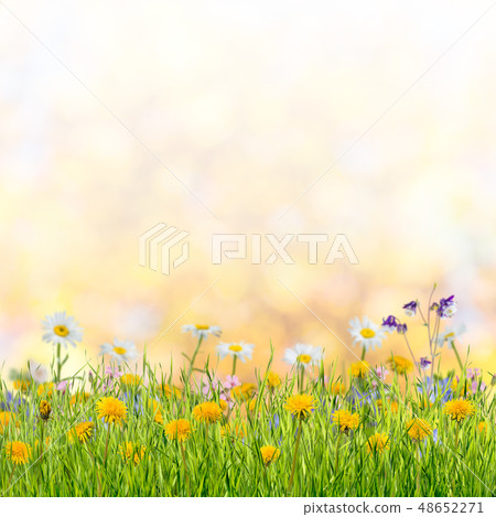 Spring meadow Spring meadow 48652271