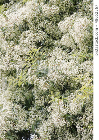 Kaname Memochi Kaname Memochi 48652367