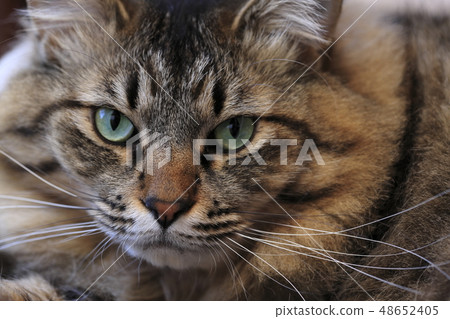 Cat's face up 48652405