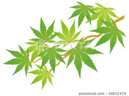 藍葉 48652479