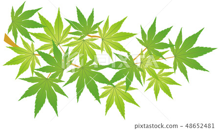 藍葉 藍葉 48652481