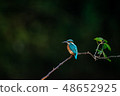 Kingfisher 48652925