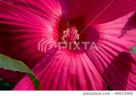 Detail close-up of red Hibiscus flower. 48653008