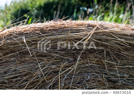 Dry yellow straw grass with trees in the 48653010