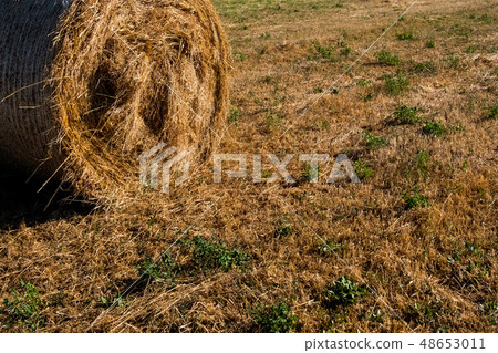Low angle view of straw on the meadow. 48653011
