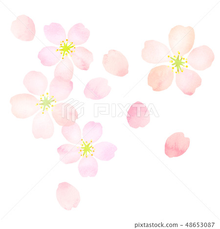 Sakura watercolor style texture 48653087