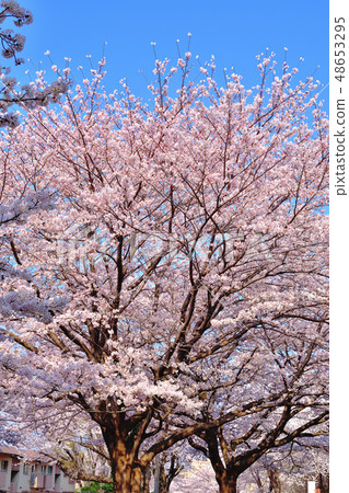 Furusato rido路櫻花觀賞樹吉野櫻花樹 Furusato rido路櫻花觀賞樹吉野櫻花樹 48653295