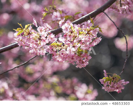 Kawazu cherry tree 48653303