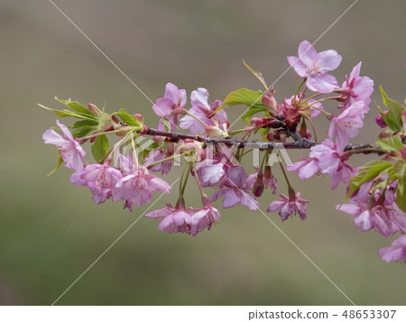 河津櫻花 48653307