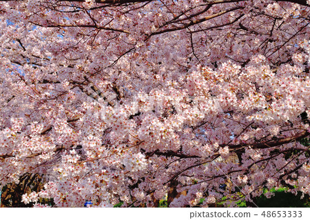 Furusato rido road cherry blossom viewing tree Yoshino cherry tree 48653333