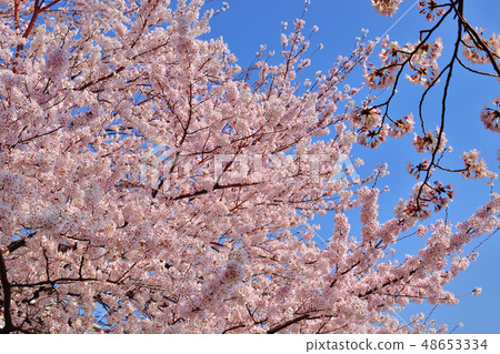 Furusato rido road cherry blossom viewing tree Yoshino cherry tree 48653334