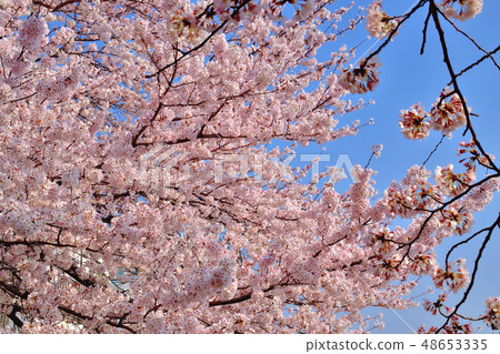 Furusato rido road cherry blossom viewing tree Yoshino cherry tree 48653335