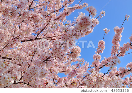Furusato rido road cherry blossom viewing tree Yoshino cherry tree 48653336