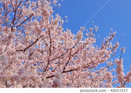 Furusato rido road cherry blossom viewing tree Yoshino cherry tree 48653337