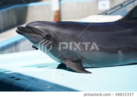 Dolphin's face Dolphin's face 48653357