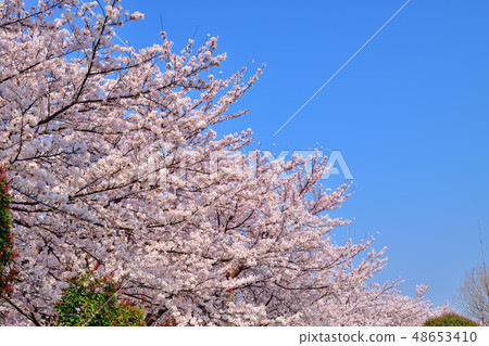 Furusato rido road cherry blossom viewing tree Yoshino cherry tree Furusato rido road cherry blossom viewing tree Yoshino cherry tree 48653410