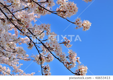 Furusato rido road cherry blossom viewing tree Yoshino cherry tree Furusato rido road cherry blossom viewing tree Yoshino cherry tree 48653413