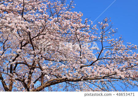 Furusato rido road cherry blossom viewing tree Yoshino cherry tree 48653471