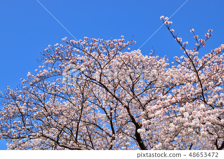 Furusato rido road cherry blossom viewing tree Yoshino cherry tree 48653472