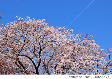 Furusato rido road cherry blossom viewing tree Yoshino cherry tree 48653473