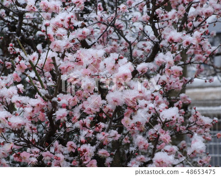 First snow and red plum 48653475