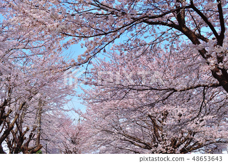 Furusato rido road cherry blossom viewing tree Yoshino cherry tree Furusato rido road cherry blossom viewing tree Yoshino cherry tree 48653643