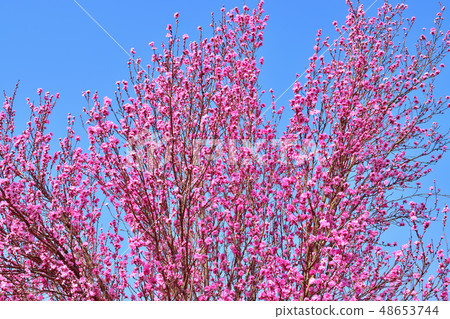 The blue sky and the pink lily blooming in full bloom The blue sky and the pink lily blooming in full bloom 48653744