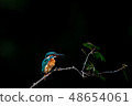 Kingfisher 48654061