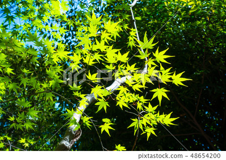 Momiji Blue Momiji Blue 48654200