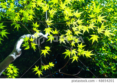 Momiji Blue 48654201