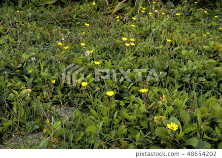 開花一群Asparagonidae(菊科) 開花一群Asparagonidae(菊科) 48654202