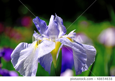 Yokohama Four Seasons Forest The blooming iris flowers blooming in the park 48654638