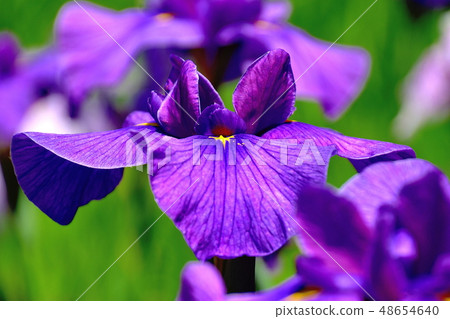 Yokohama Four Seasons Forest The blooming iris flowers blooming in the park 48654640